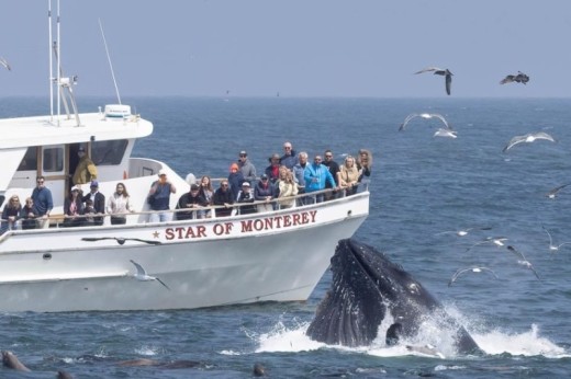 Monterey Bay Dolphin and Whale Watching Tour