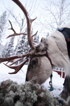 Snowmobile trip to reindeer farm in Lapland, for two