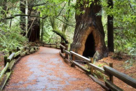 Muir Woods and Sausalito Tour