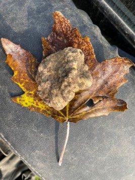 A CACCIA DI TARTUFI IN COPPIA