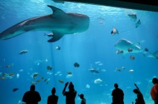 Atlanta: Skip-the-Line Georgia Aquarium Ticket