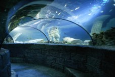 Passe Anual para SEA LIFE Porto (criança 3-12 anos)