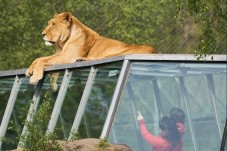 ZooSafari Thoiry : Billet Coupe File -1 Enfant (3-11 ans)