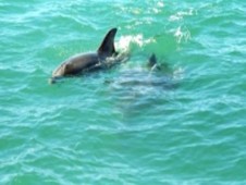 Rota dos Golfinhos em Sesimbra e Troia