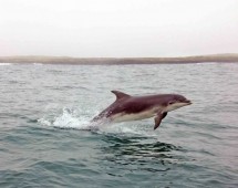 Sightseeing & Seal Watching Trip Sligo Bay