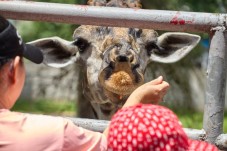 Chessington World of Adventures for Two