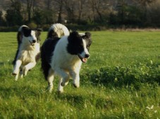 Education et consultation des comportements de votre chien - 4h00 - Eure (27)