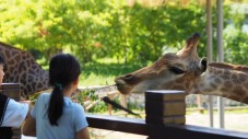 Whipsnade Zoo Tickets for One Adult and One Child