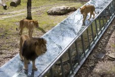 ZooSafari Thoiry : Billet Coupe File -1 Enfant (3-11 ans)