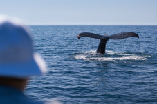 Dolphin and Whale Watching in Ireland