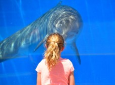 Biglietti open per l'Acquario di Genova