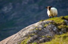 The Ring of Kerry Rail Tour