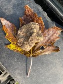 Caccia al tartufo di famiglia con Pranzo 