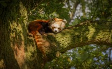 Whipsnade Zoo Tickets for One Adult and One Child