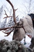 Snowmobile trip to reindeer farm in Lapland, for two