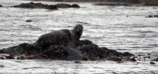 Sightseeing & Seal Watching Trip Sligo Bay