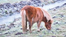 Passeggiata sul Pony in Basilicata 