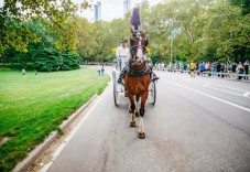 NYC: Private Central Park Horse Carriage Ride with Guide