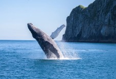 Kenai Fjords National Park Catamaran Cruise from Seward with Lunch