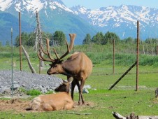 Alaska Wildlife & Glacier Train Adventure