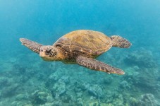 Maui Molokini and Turtle Town Snorkeling Tour