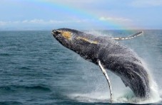 Monterey Bay Dolphin and Whale Watching Tour