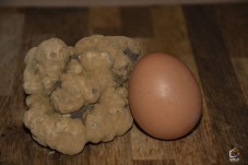 Caccia al tartufo di famiglia con Pranzo 