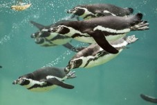 Visite du ZooParc de Beauval - Billet Enfant - (3-10)