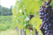Journée œnologique dans le Médoc pour 2 personnes - Bordeaux (33)