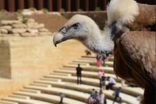 Visite du Bioparc - Zoo de Doué-la-Fontaine: Billet coupe-file - (49)