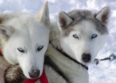 Snowmobile trip to husky and reindeer farm in Lapland, for two