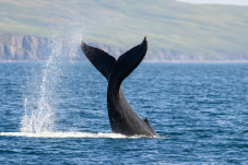 Dolphin and Whale Watching for Two in Ireland
