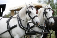 Passeggiata In Carrozza Nella Campagna Pugliese