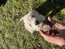 Caccia al tartufo di famiglia con Pranzo 