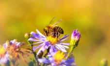 Adopt a Bee Gift