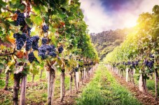 Romanian Wine Tasting Tour from Bucharest