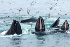 Boston: Whale Watching Catamaran Cruise