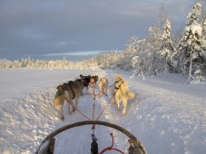 Guida di una slitta trainata da cani & soggiorno 2 notti