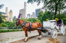 NYC: Private Central Park Horse Carriage Ride with Guide