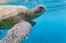 Maui Molokini and Turtle Town Snorkeling Tour