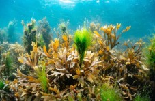 Wildlife Snorkelling Galway