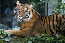 Visite du ZooParc de Beauval - Billet Enfant - (3-10)