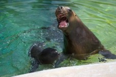 Zoo d'Amnéville - Billet Enfant (3 à 11 ans)