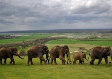 Whipsnade Zoo Tickets for One Adult and One Child