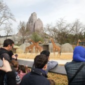 Visite du Parc Zoologique de Paris - 1 Enfant (3-12ans)