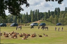 ZooSafari Thoiry : Billet Coupe File -1 Enfant (3-11 ans)