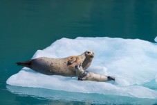 Kenai Fjords National Park Catamaran Cruise from Seward with Lunch