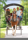 Killarney Jaunting Car Tour to Ross Castle (4 Adults)